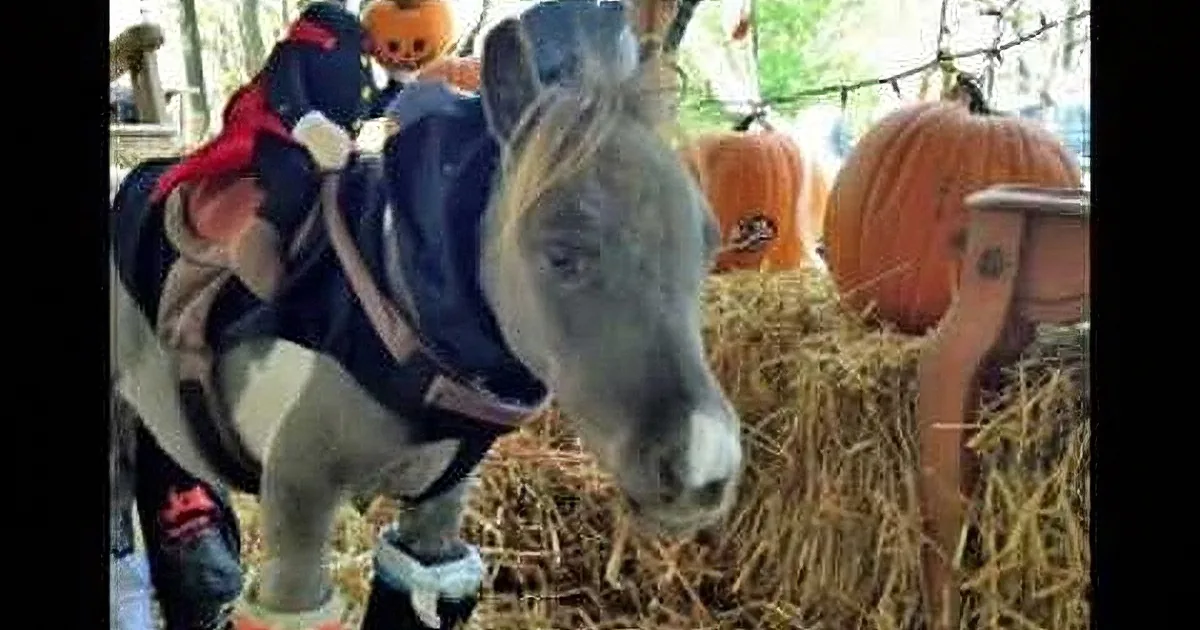 A small horse wearing a costume and standing in front of hay and pumpkins.