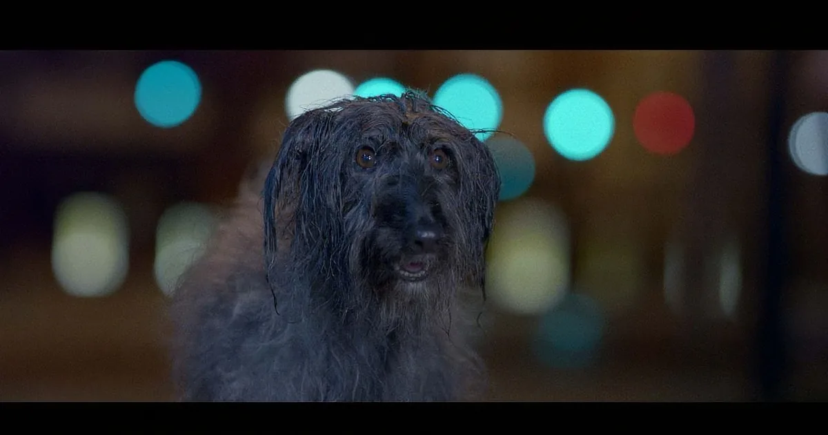 A scruffy, dark-furred dog with wet fur stands in front of blurred, colorful lights.