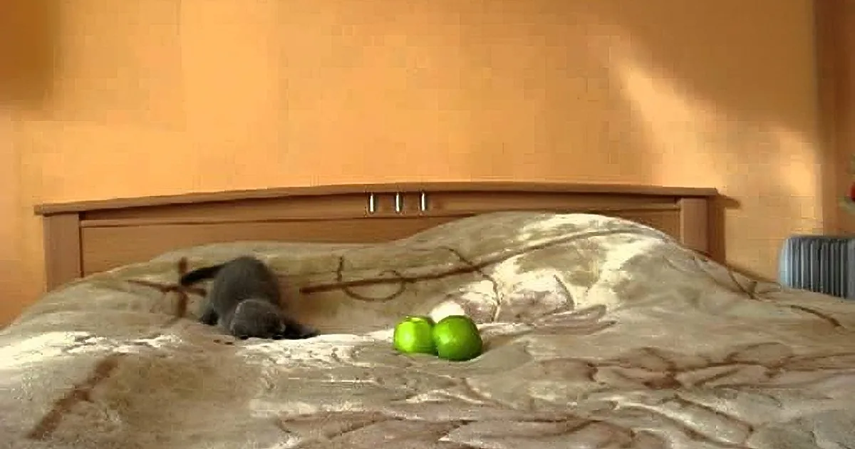 A cat lies on a bed with green apples and a wooden headboard.