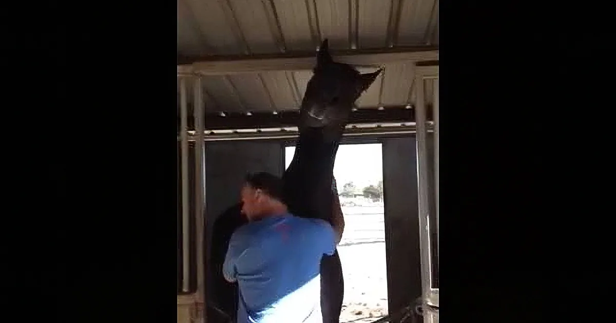 A person in a blue shirt is holding a black horse by its head in a stable.