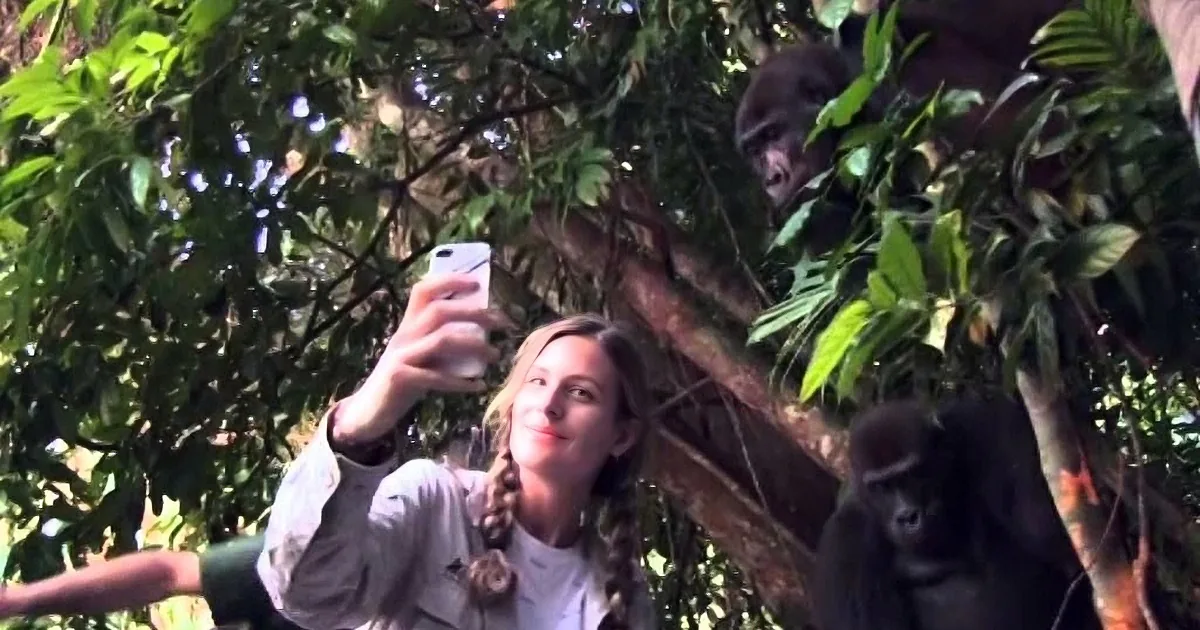 A gorilla in a tree takes a selfie with a person holding a phone.