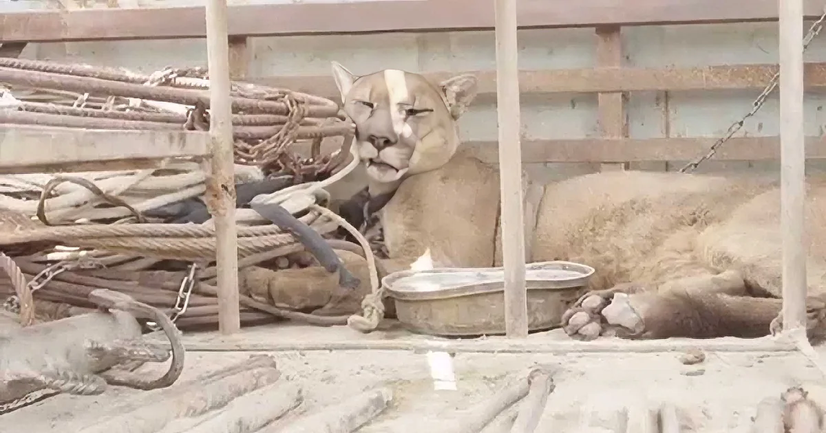 A puma lies in a cramped, dirty cage with tangled ropes and chains, appearing distressed.