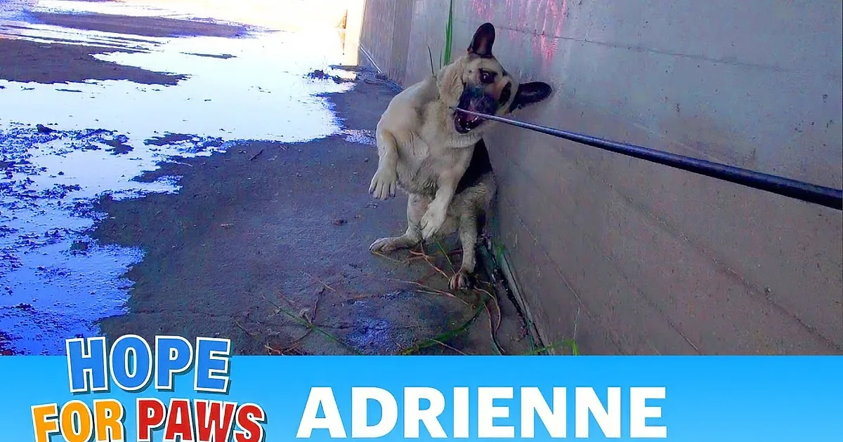 A German Shepherd dog lies on the ground near a puddle, with text mentioning the Los Angeles River and a rescue operation.