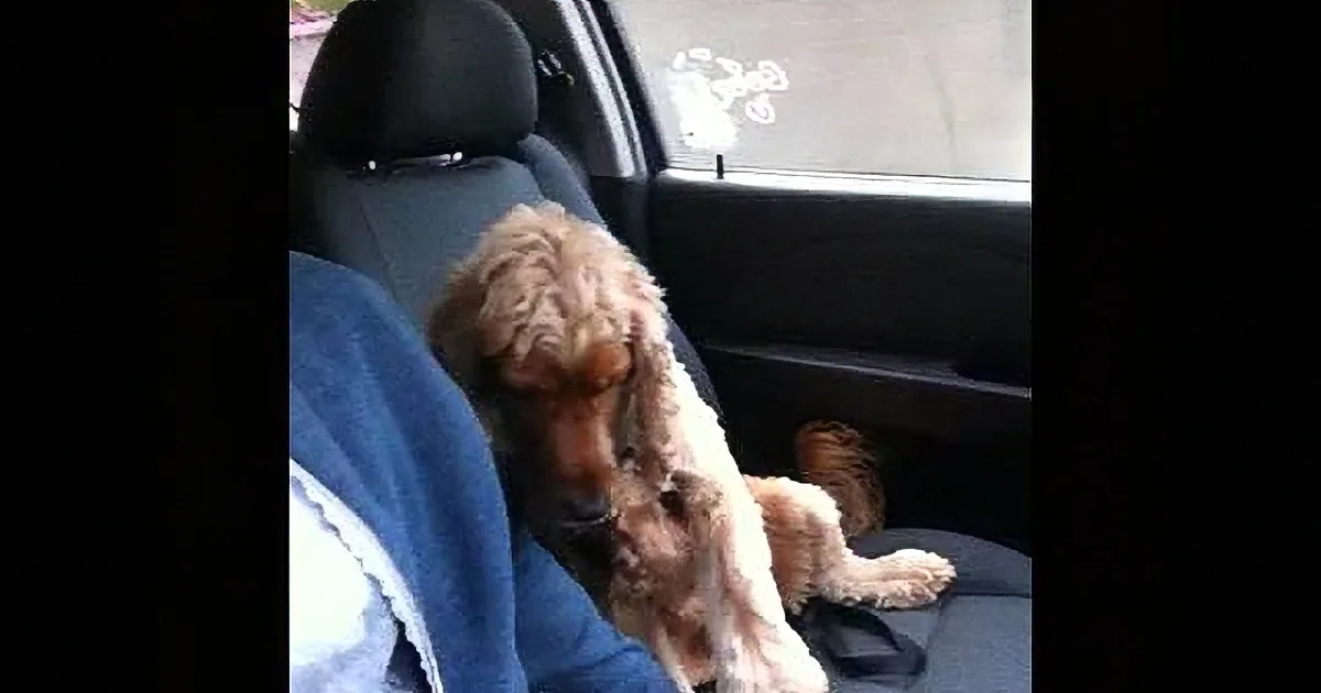 A fluffy brown dog sits in a car, looking down at its paws, with its front legs stretched out.