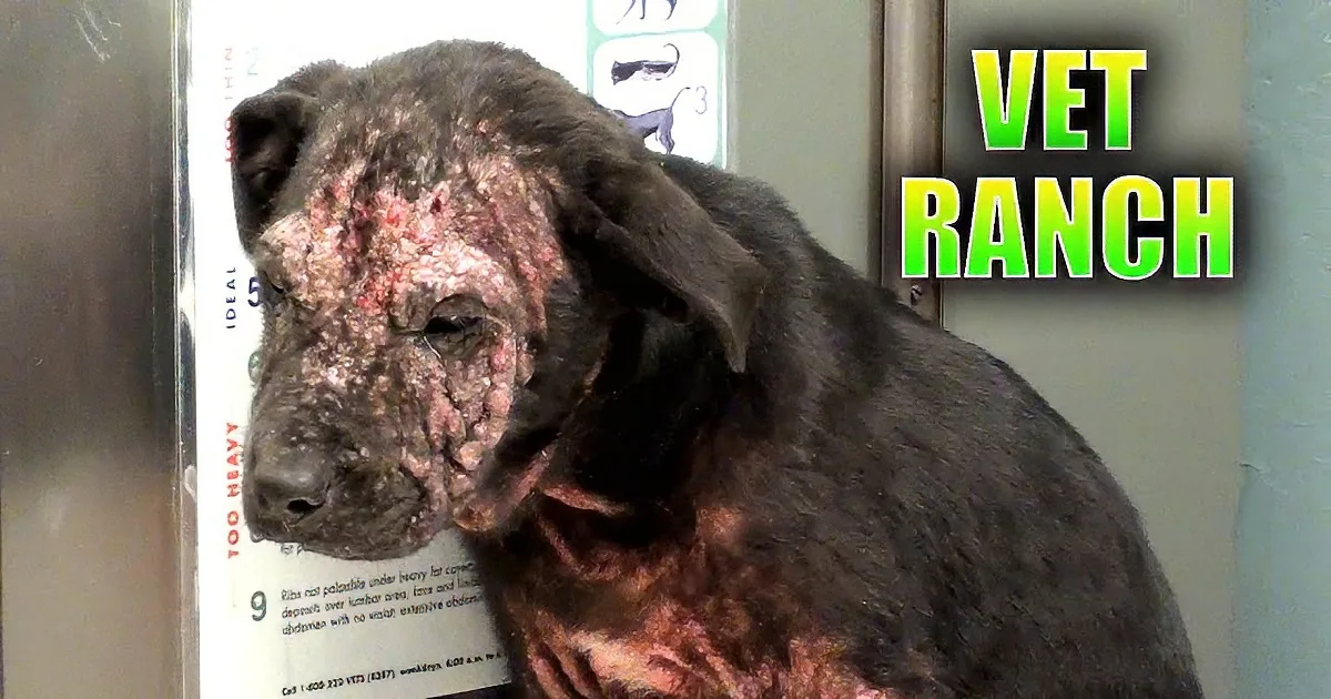 A severely emaciated dog with severe skin conditions is shown in a veterinary setting.