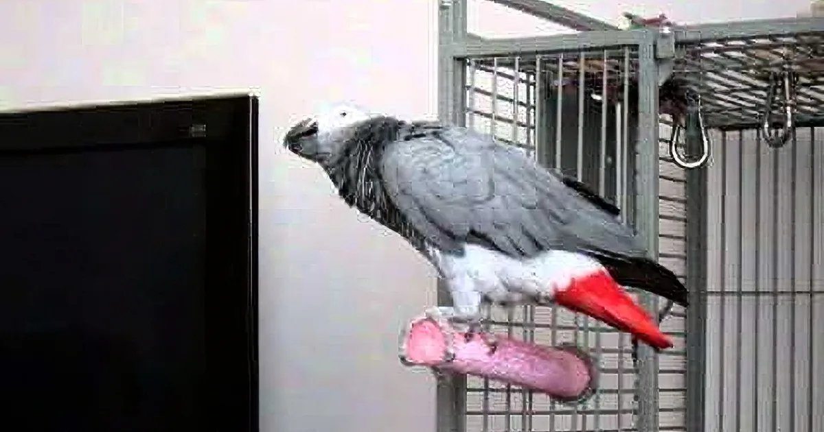 A grey parrot with red tail perches on a cage, near a black TV screen.