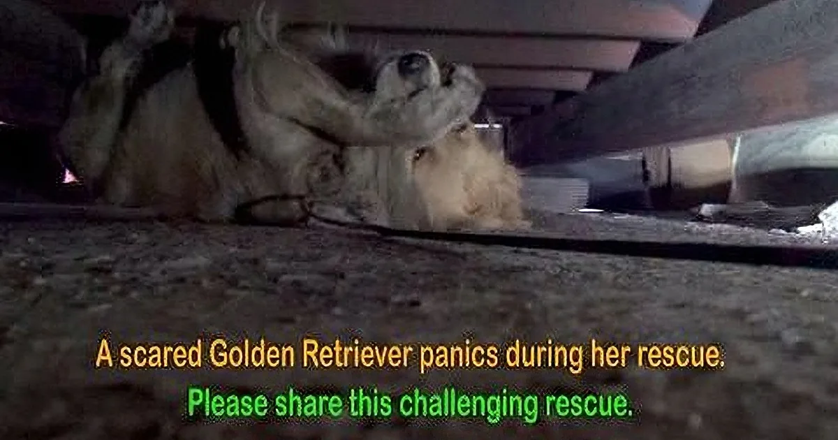 A scared Golden Retriever is hiding under a structure, with text about its rescue situation.