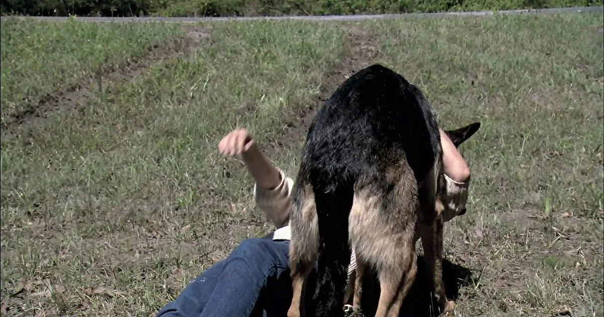 A person lies on grass with a German Shepherd dog sitting on their back.