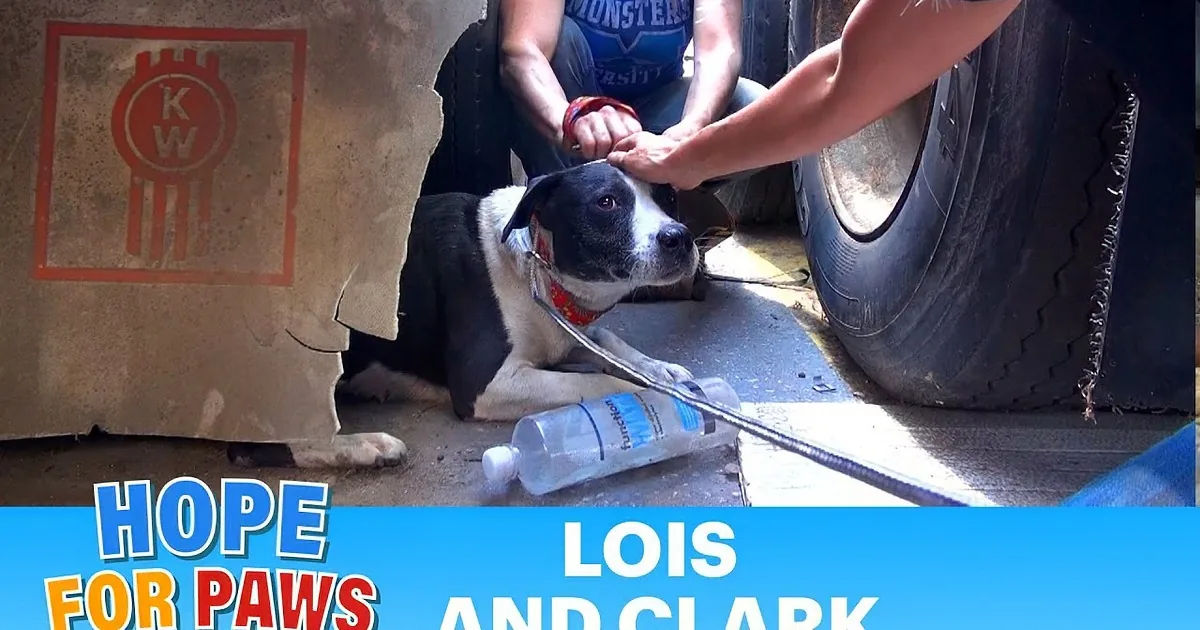 Homeless Dogs Are Terrified of Rescuers -- Until They Discover They''re Going Together