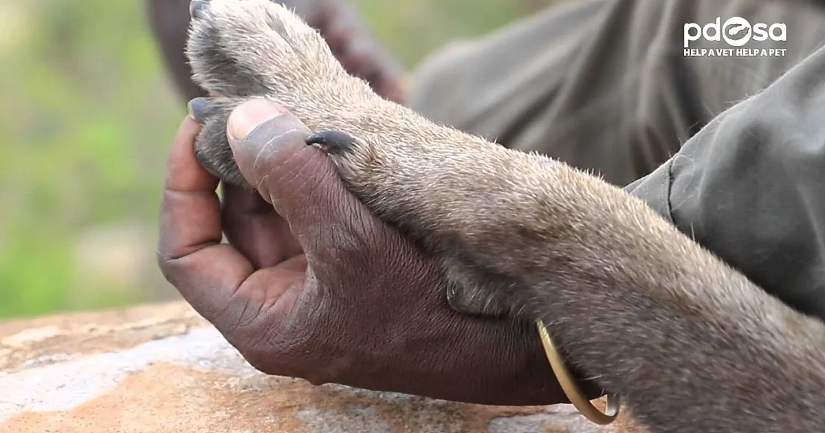 A person holds a dog's paw, showing its pads and claws, with a blurred background.