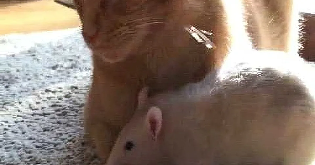 Rat Won''t Let Anything Get Between Her and Her Best Cat Friend. These Two Are Amazing!