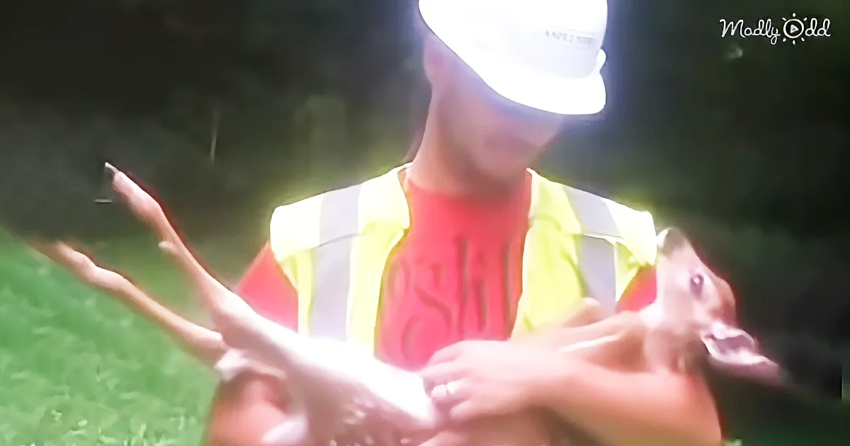 A person in a safety vest and hard hat holds a small deer, with sunlight reflecting off their face.