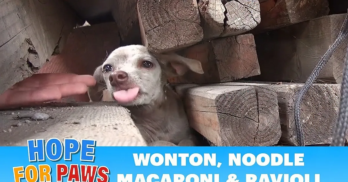 A dog peers out from behind wooden planks with text overlay about a Father's Day rescue.