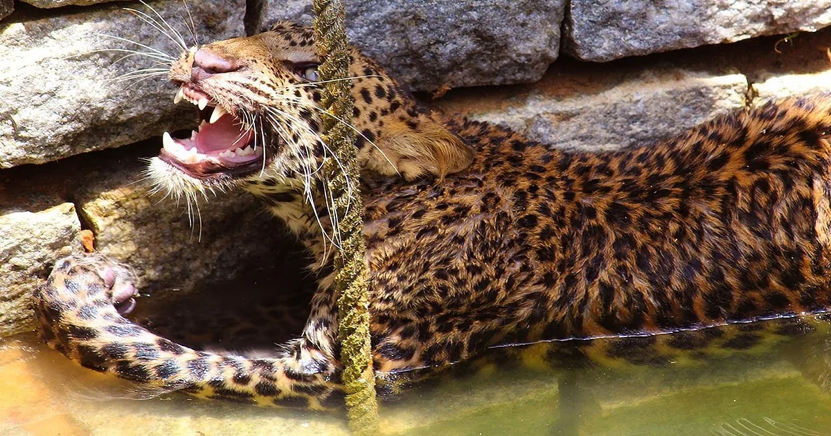 A leopard with an open mouth and visible teeth is partially submerged in water near a rock wall.