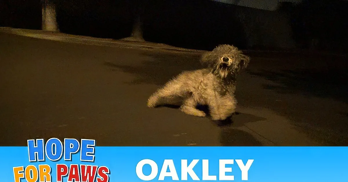 A small, fluffy dog is running on a dark street at night, with a leash visible.