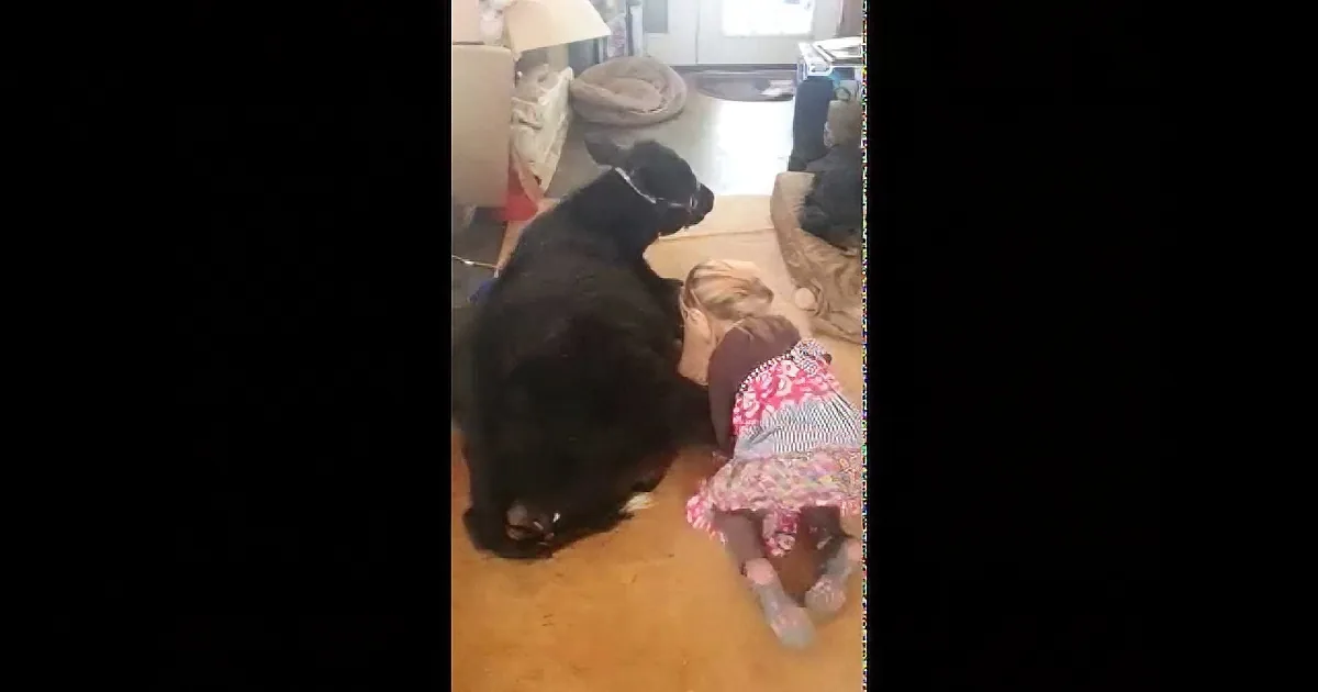 A black dog stands on a wooden floor near a pile of toys and a beige blanket.