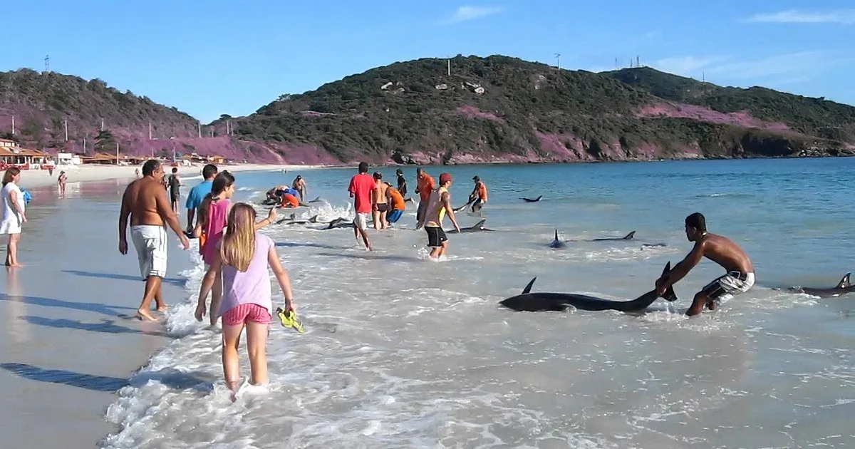 People are rescuing stranded dolphins on a beach with clear blue skies and hills in the background.