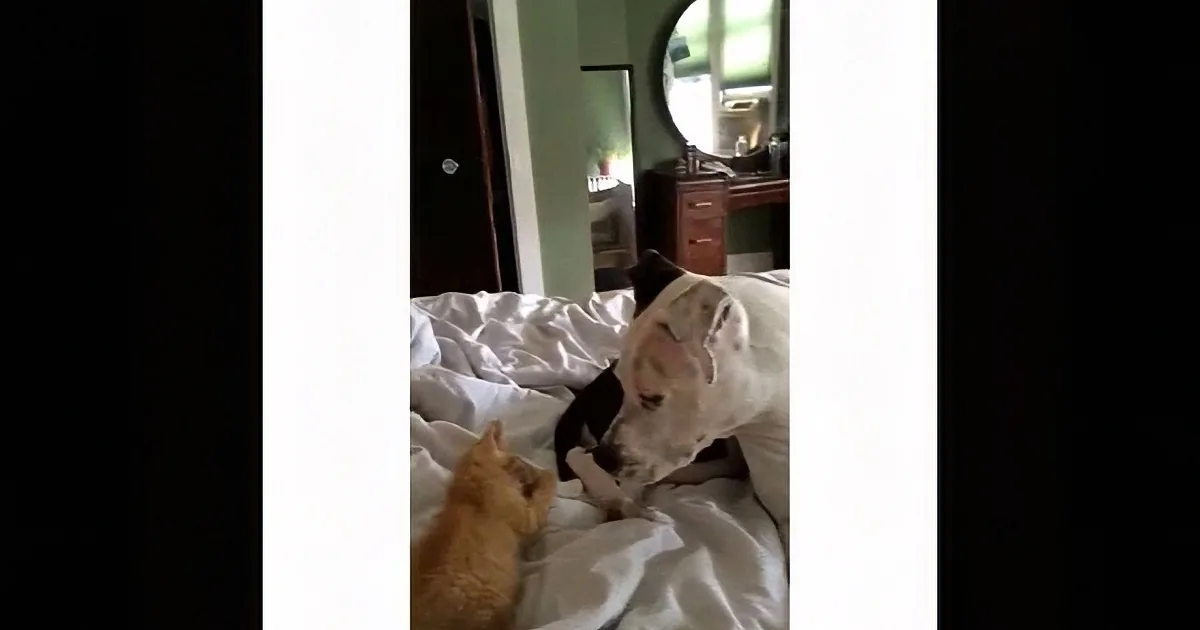 A cat and a dog are playfully interacting on a bed with white sheets.