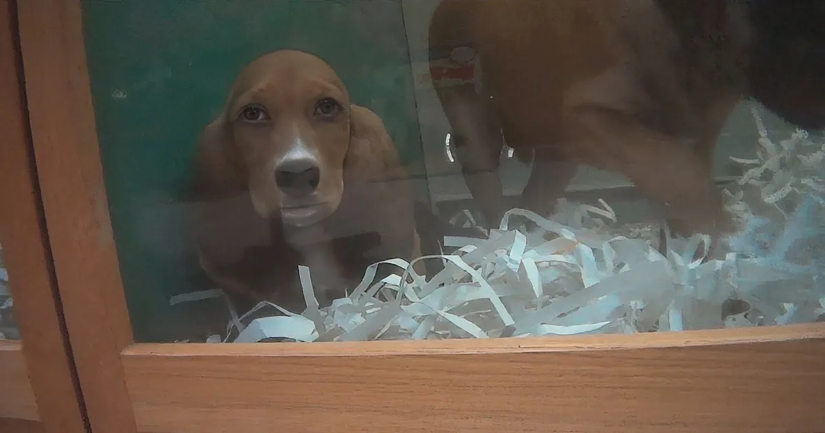 A curious beagle puppy peeks out from behind shredded paper in a glass display case.