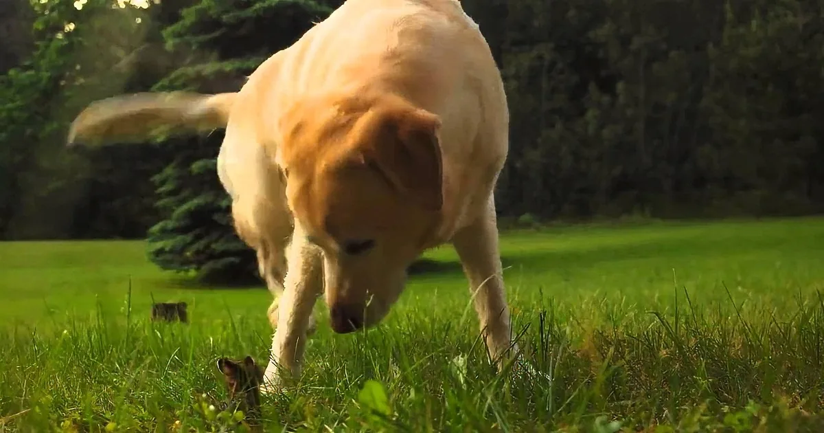 Sweet Dog Meets Baby Bunny for the First Time and Decides They Are Friends Forever