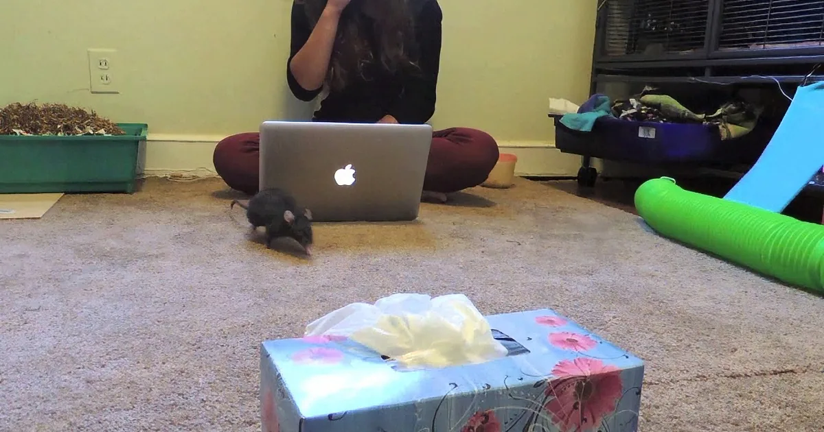 A person sits cross-legged on the floor with a laptop, surrounded by a tissue box, a mouse, and a green tube.