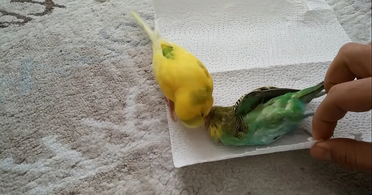 A yellow and green parakeet is perched on a white paper towel, with a hand holding the towel.