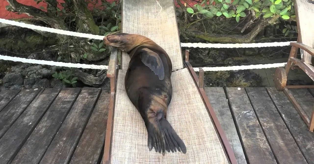 Group of Clever Sea Lions Find the Perfect Place to Take an Afternoon Nap in the Sun