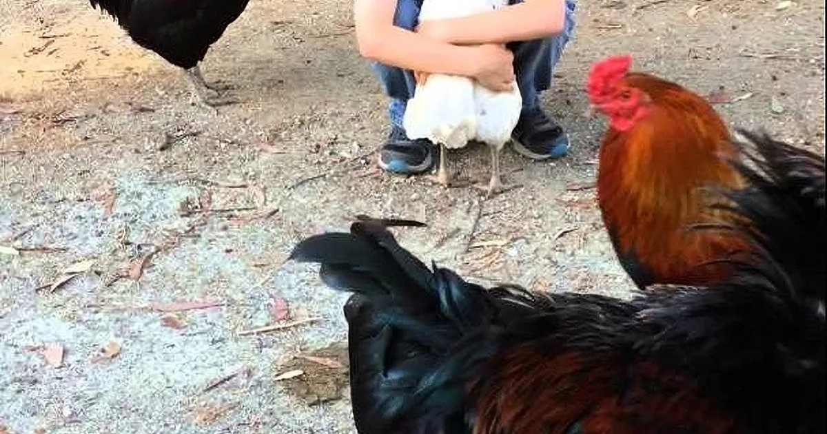 A person crouches with a white chicken, surrounded by three roosters on a dirt ground.