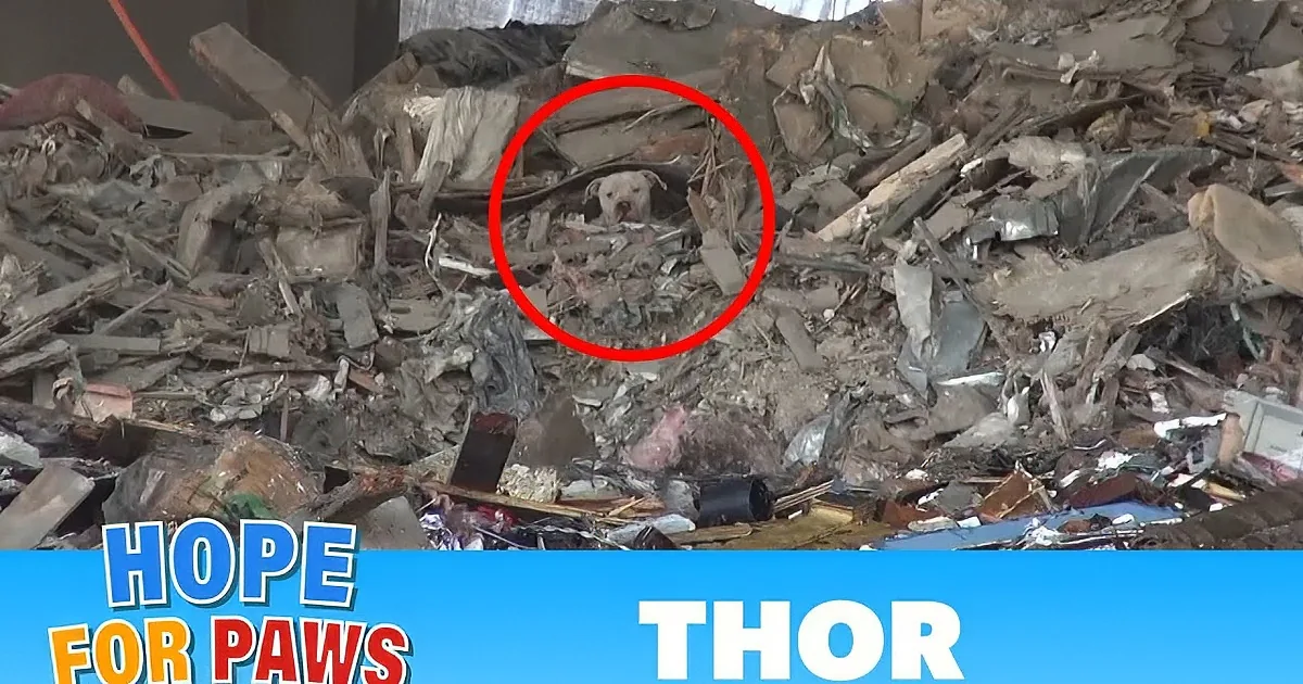 A dog is trapped in debris, surrounded by rubble and wood, with a "Must See" text overlay.