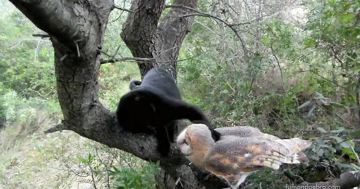 A bird perched on a tree branch in a forested area, with another bird nearby.