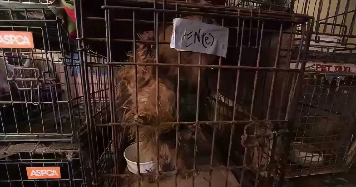 They Drove All Night to Rescue This Dog. but I Was Shattered When They Reached the Place...OMG!