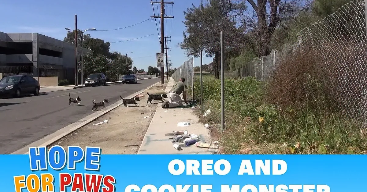 A mom cat races to protect her kittens from a car on a street.
