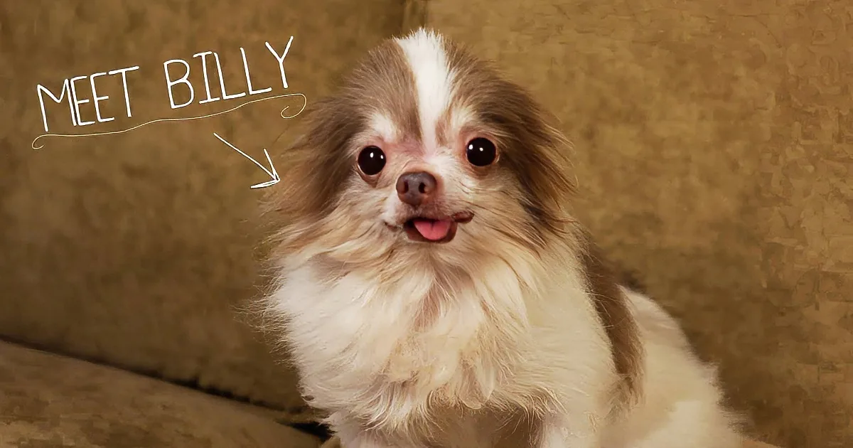 A fluffy dog with a white and brown coat sits on a brown couch, looking up with a happy expression.
