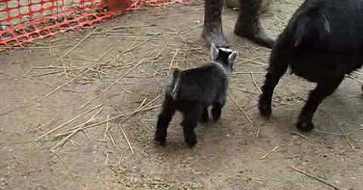 A baby raccoon stands on dirt ground near its mother, surrounded by sticks and a red netting fence.