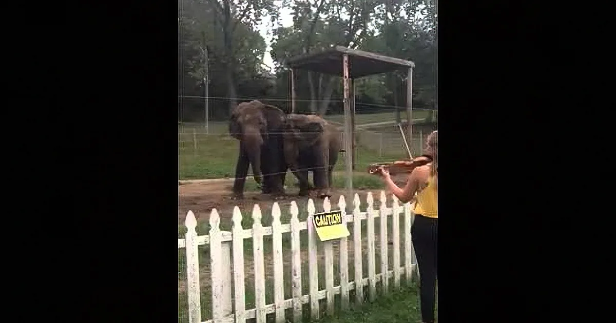 A woman in a yellow top plays violin near elephants behind a white picket fence.