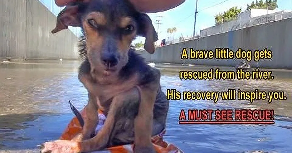A dog, likely rescued, sits in a life vest, looking distressed, with text overlay about its bravery and recovery.