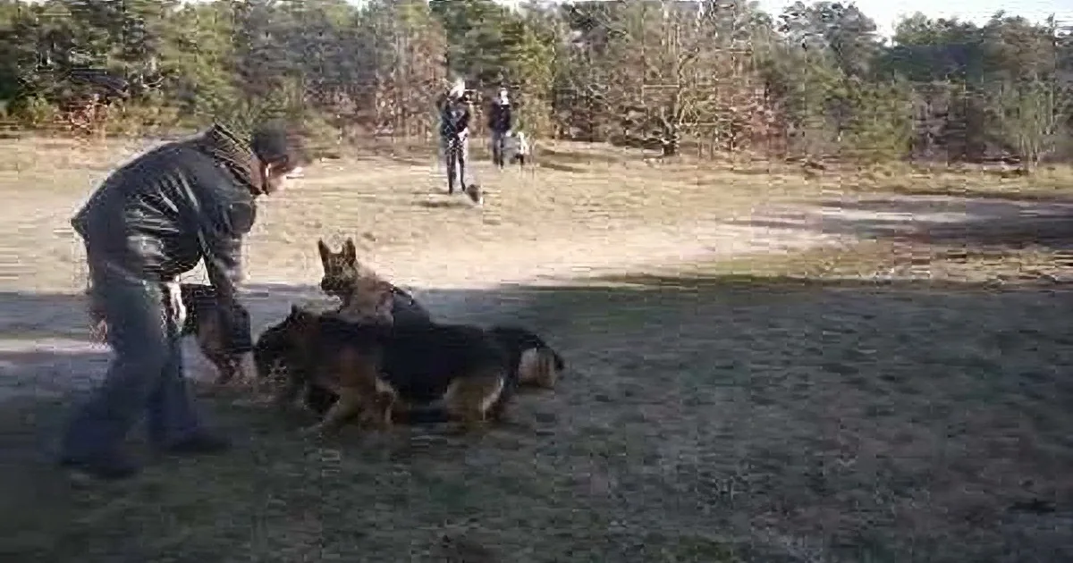 A man interacts with two German Shepherds in a grassy field, with another person and dog in the background.