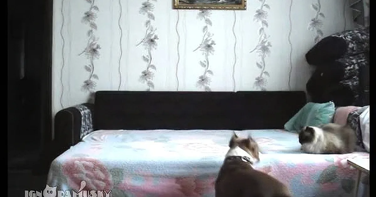 A cat is sitting on a bed with a floral blanket, surrounded by smaller images of the same cat in various poses.