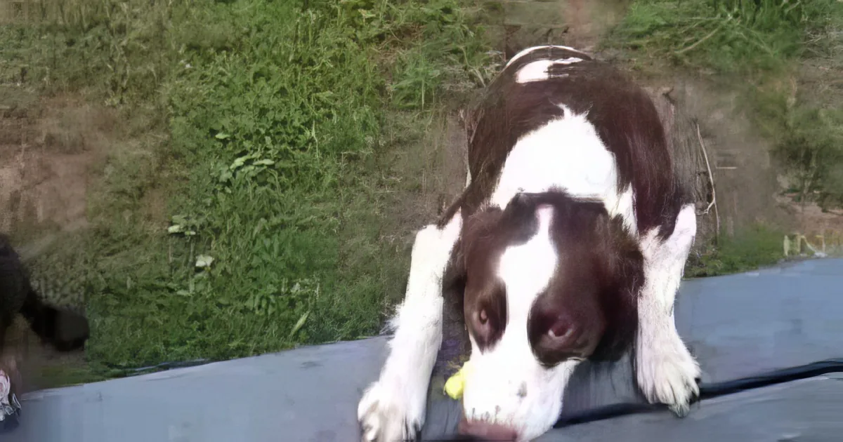 This Dog Was Born Blind. but He Doesn''t Need Sight to Show Him His Way. He Has This! Brilliant!