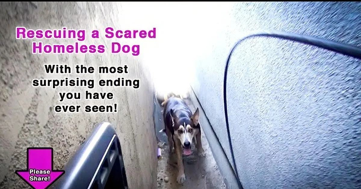 A scared homeless dog is being rescued, with a surprising ending hinted at in the text.