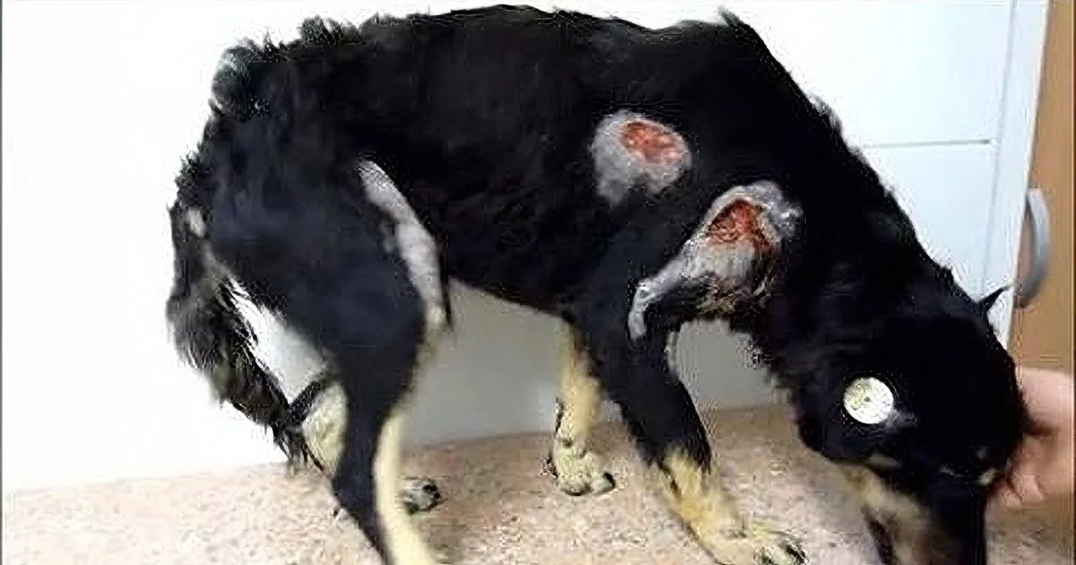 A black dog with patches of missing fur and skin issues is shown in a close-up.