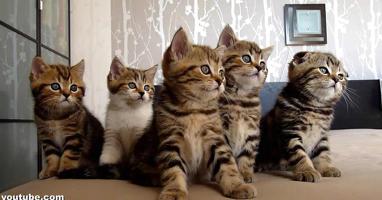 What These Kittens Started Doing When the Music Started Had Me Dazed. This Is Awesome! Aww!