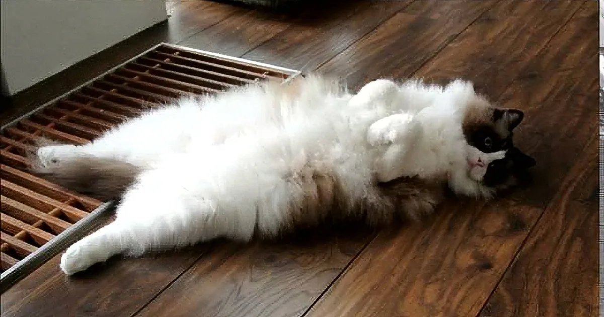 A fluffy cat with a black and white coat is licking its lips, sitting on a cushioned surface.