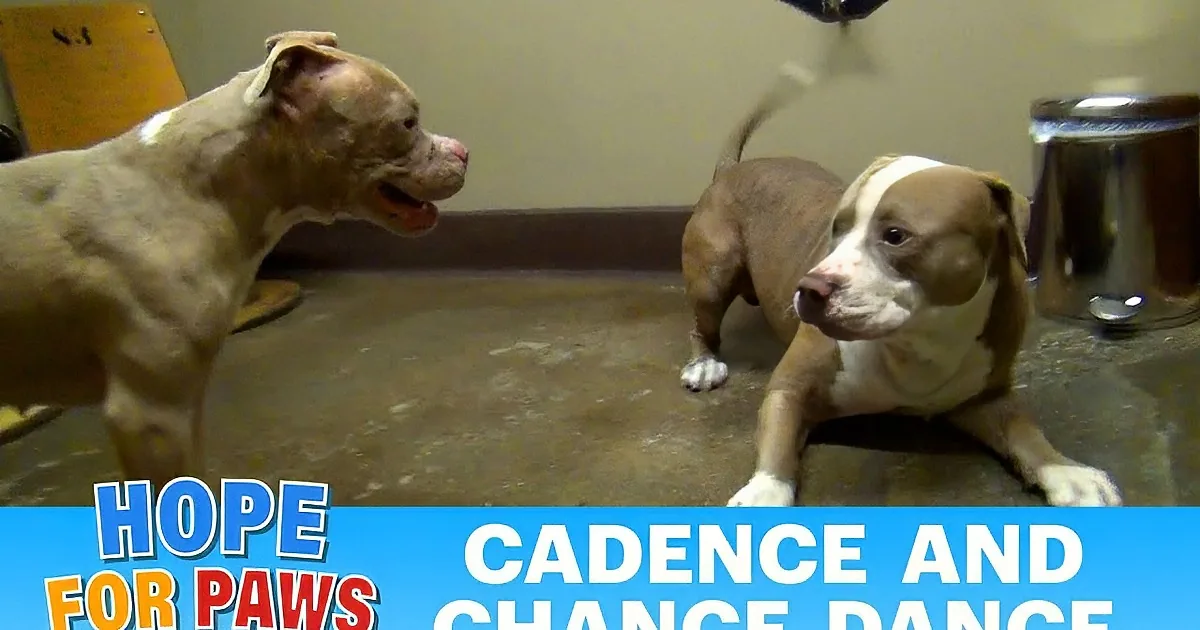 Two Abused Pit Bulls Meet for the First Time and Then They Do This! Unbelievable!
