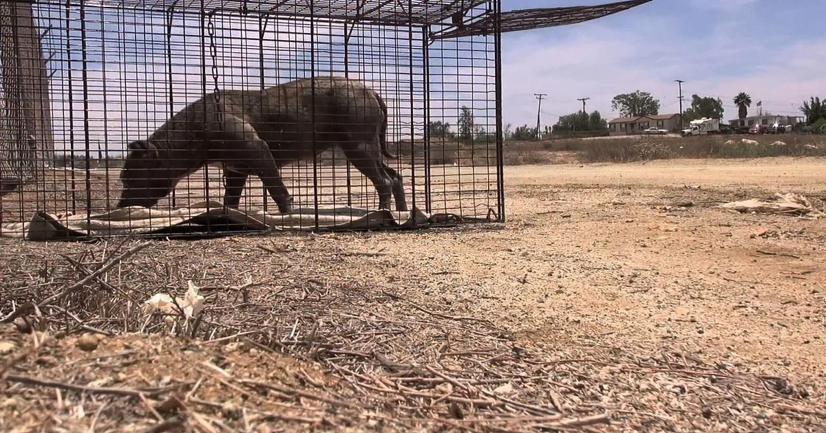 A dog is inside a metal cage on a dry, barren landscape with scattered debris and a distant view of houses and trees.