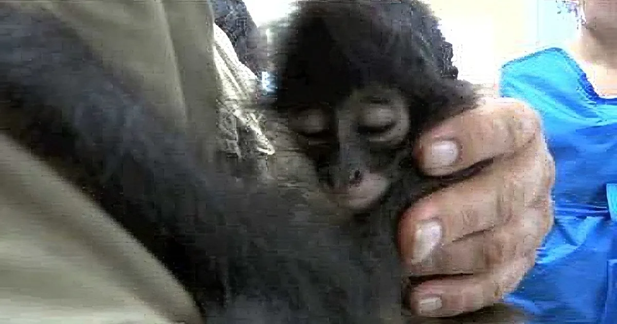 A small black monkey is being held by a person in a blue shirt, with its eyes closed and appearing relaxed.