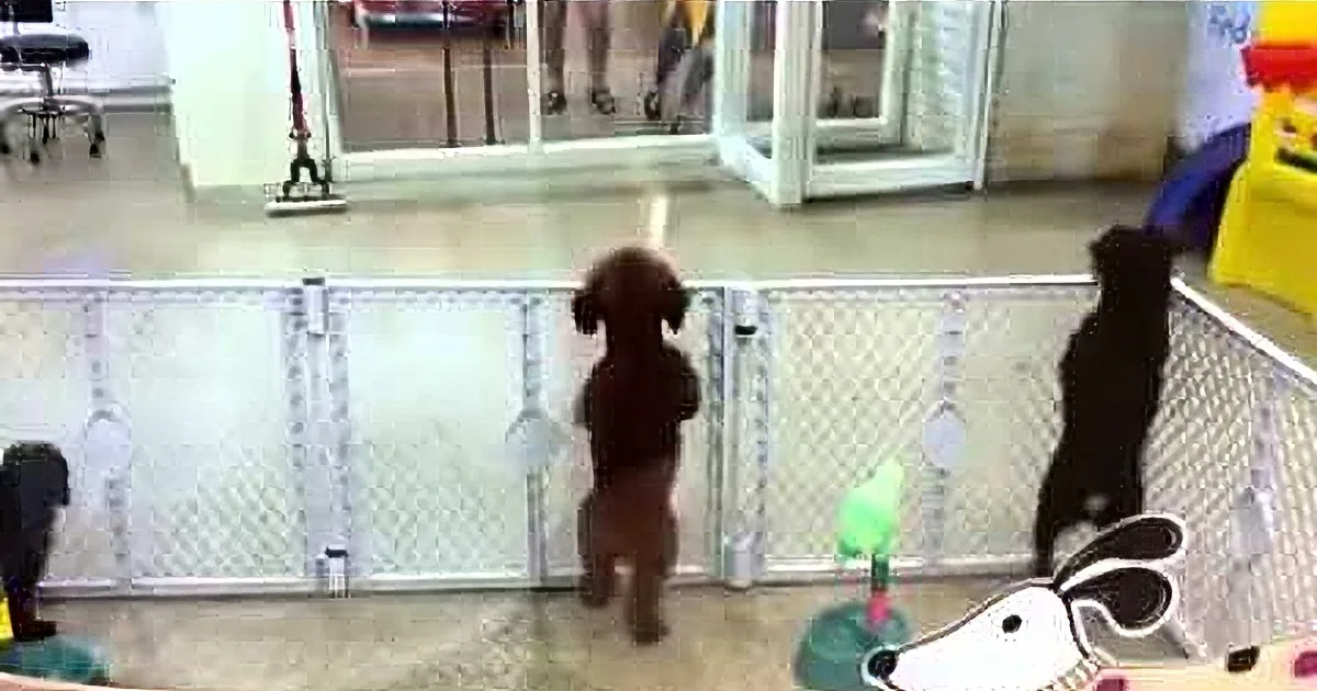 A small brown dog stands on hind legs, looking through a glass door with a person visible outside.
