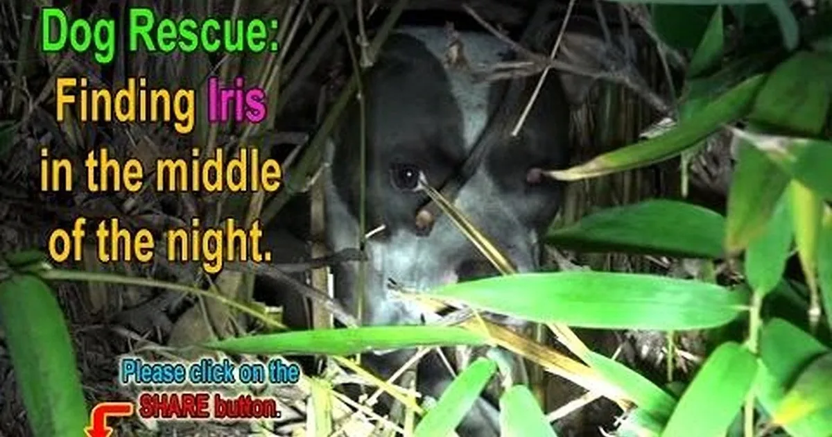 A dog, partially hidden in foliage, is the main subject of the image, with text overlay about finding it at night.