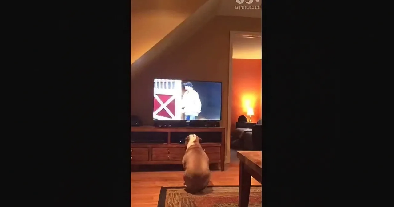 A dog sits on a rug, watching a TV showing a person in a white shirt and black hat.