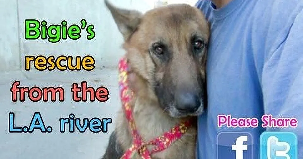 A German Shepherd dog, wearing a colorful bandana, is being held by a person in a blue shirt.